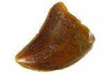 Serrated Raptor Tooth - Real Dinosaur Tooth #300797-1